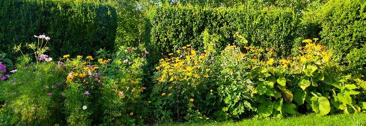 Wildblumenbeet im Garten lockt viele Nützlinge an.
